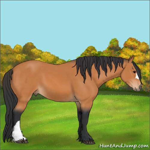 Horse Color:Bay 