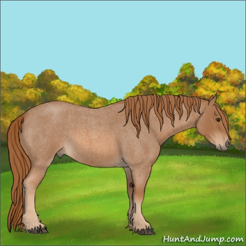 Horse Color:Red Roan 