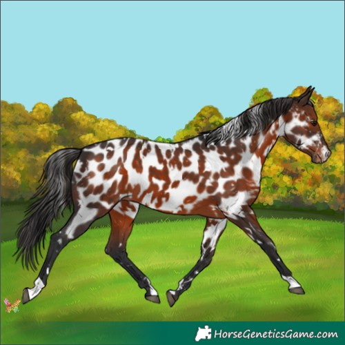 Horse Color:White Spotted Brown Appaloosa 