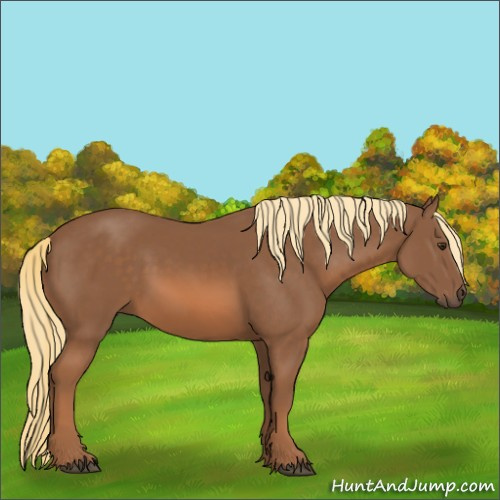 Horse Color:Chestnut 