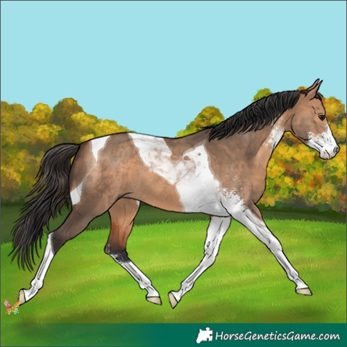 Horse Color:Bay Dun Sabino Tobiano 