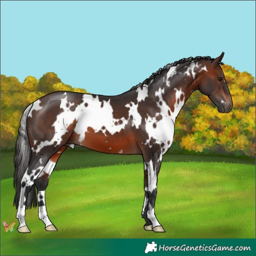 Horse Color:White Spotted Brown 