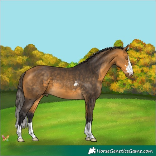 Horse Color:Buckskin 