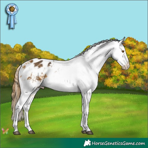 Horse Color:Buckskin Appaloosa 