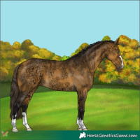 Horse Color:Buckskin Ice 