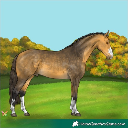 Horse Color:Buckskin 