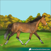 Horse Color:Buckskin Splash 