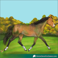 Horse Color:Buckskin 