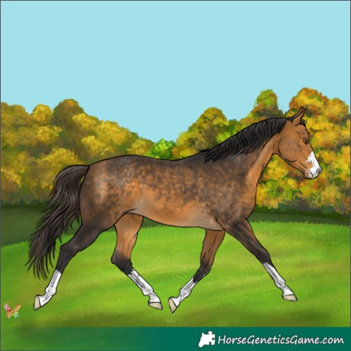 Horse Color:Buckskin 