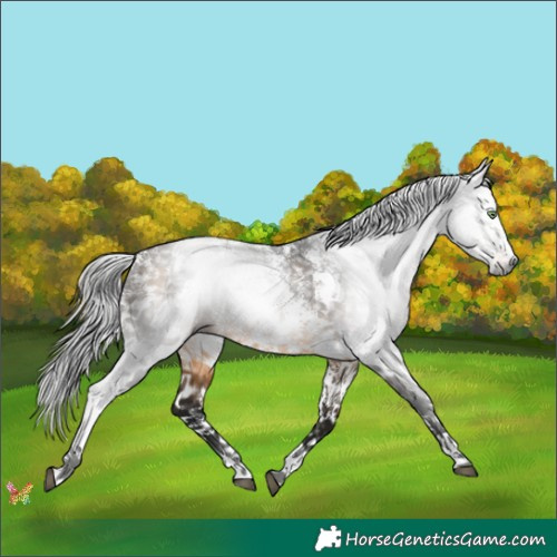 Horse Color:Gray Buckskin Sabino 