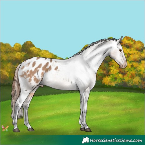 Horse Color:Bay Dun Appaloosa 