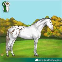 Horse Color:Buckskin Appaloosa 