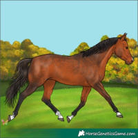 Horse Color:Bay Rabicano 