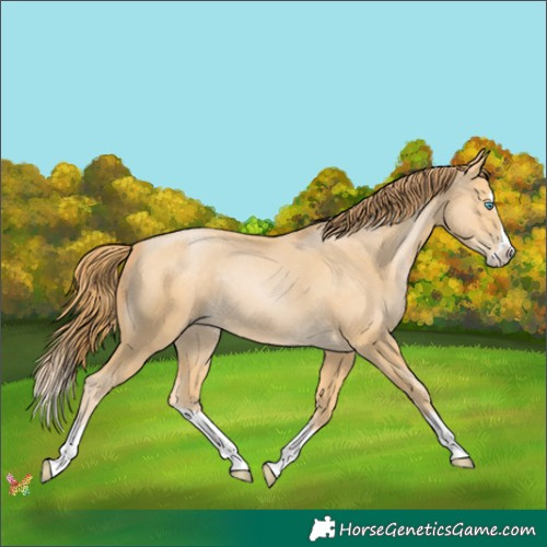 Horse Color:Buckskin Pearl Splash Rabicano 
