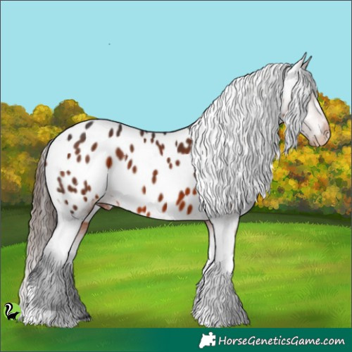 Horse Color:Brown Tobiano Appaloosa 