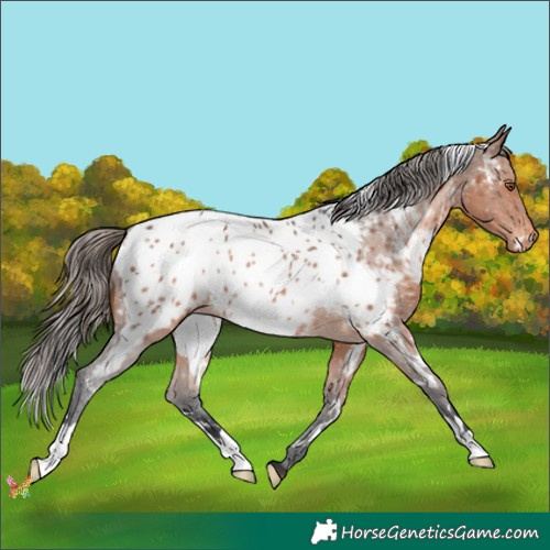 Horse Color:White Spotted Brown Appaloosa 