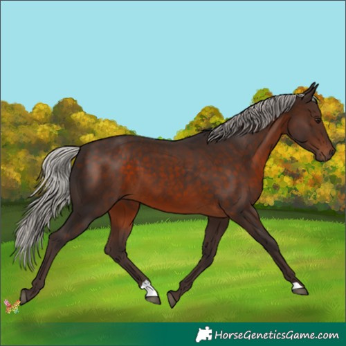 Horse Color:Silver Brown 