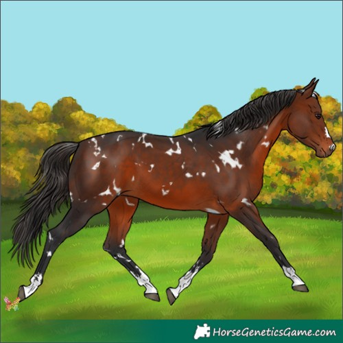Horse Color:White Spotted Bay 