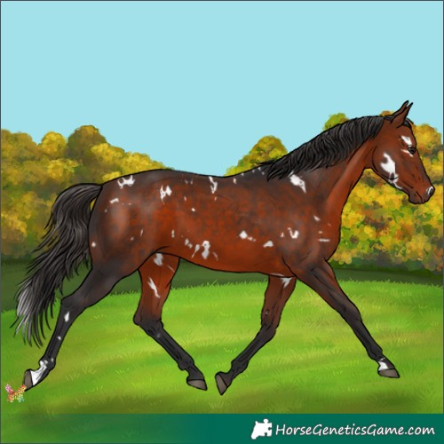 Horse Color:White Spotted Bay 