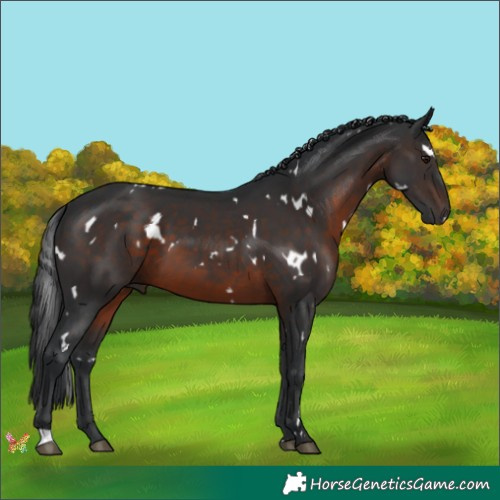 Horse Color:White Spotted Brown 