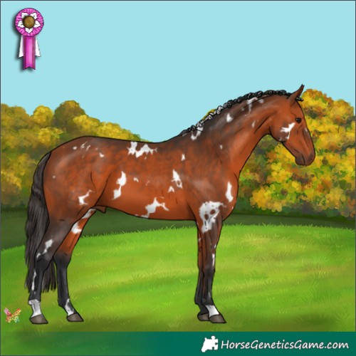 Horse Color:White Spotted Bay 