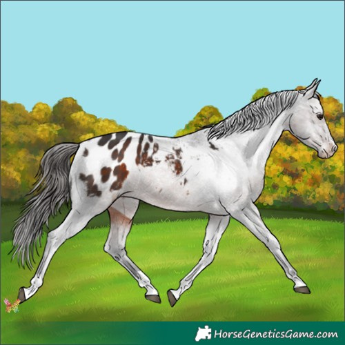 Horse Color:Brown Appaloosa 