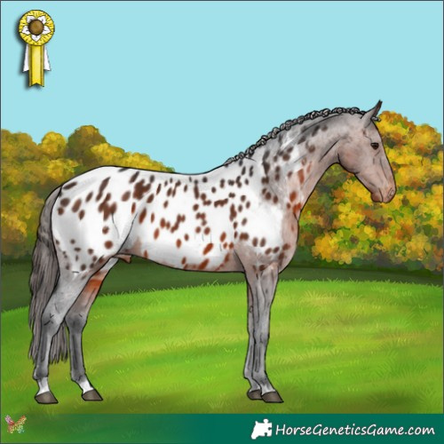 Horse Color:Brown Appaloosa 