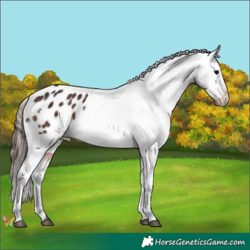 Horse Color:White Spotted Brown Appaloosa 