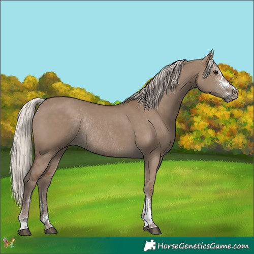 Horse Color:Silver Grullo Sabino Rabicano