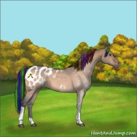 Horse Color:Painted Bay Dun Tobiano Blanket 
