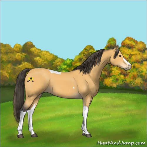 Horse Color:Buckskin Tobiano