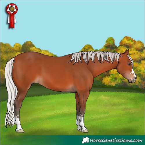 Horse Color:Silver Bay 