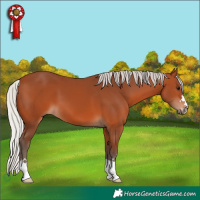 Horse Color:Silver Bay 