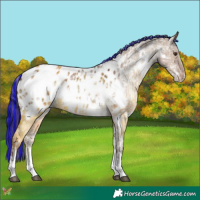 Horse Color:Painted White Spotted Liver Red Dun Ice Sabino Appaloosa 