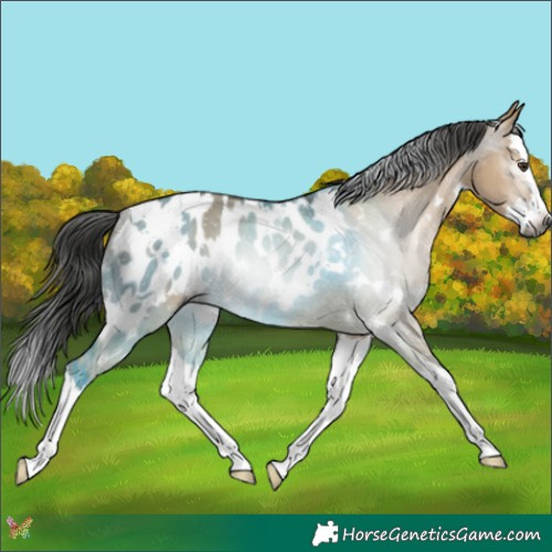 Horse Color:Gray White Spotted Liver Red Dun Splash Blanket Rabicano
