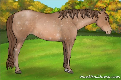 Horse Color:Brown Pearl Rabicano 