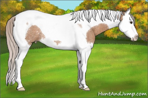 Horse Color:Silver Brown Dun Splash Tobiano Rabicano 
