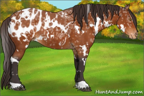Horse Color:White Spotted Buckskin Ice Appaloosa Rabicano 