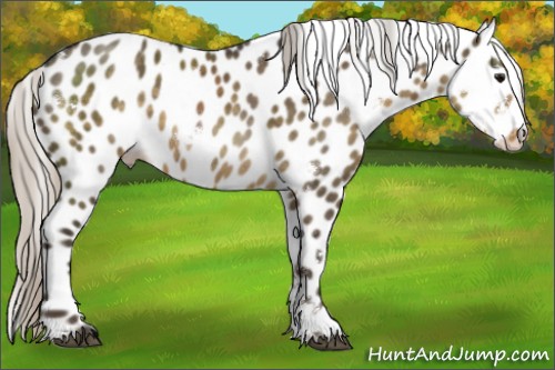 Horse Color:White Spotted Silver Smoky Grullo Appaloosa 