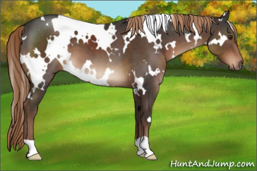 Horse Color:White Spotted Liver Chestnut 