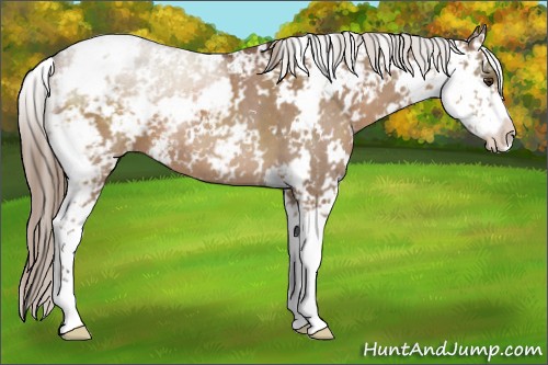 Horse Color:Liver Red Dun Sabino 