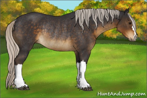 Horse Color:Silver Smoky Black Rabicano 