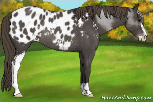 Horse Color:Smoky Blue Roan Sabino Appaloosa Rabicano 