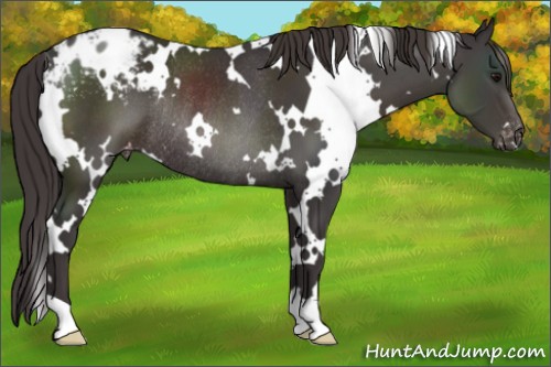 Horse Color:White Spotted Smoky Black Appaloosa Rabicano 
