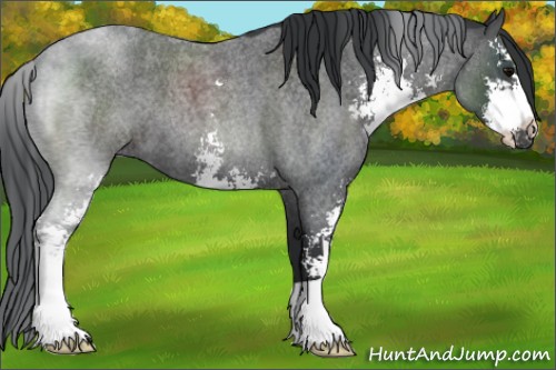 Horse Color:Blue Roan Sabino 