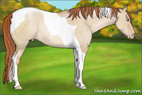 Horse Color:Buckskin Pearl Dun Tobiano Appaloosa Rabicano 