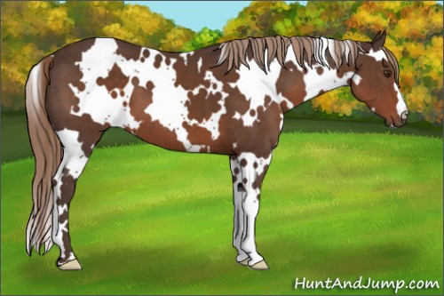 Horse Color:White Spotted Liver Chestnut 