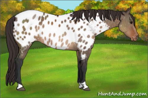 Horse Color:Brown Dun Appaloosa Rabicano 