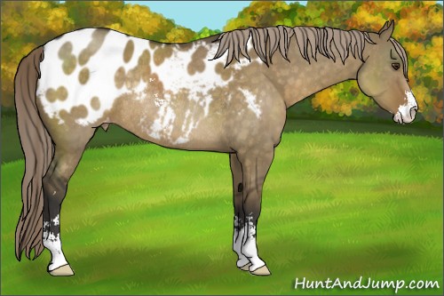 Horse Color:Chocolate Palomino Dun Sabino Appaloosa Rabicano 