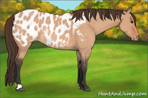 Horse Color:Brown Dun Appaloosa Rabicano 